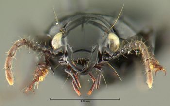 Media type: image;   Entomology 600399 Aspect: head frontal view
